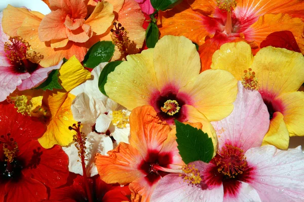 Квіти гібіскуса після тропічного дощу Стокове Фото