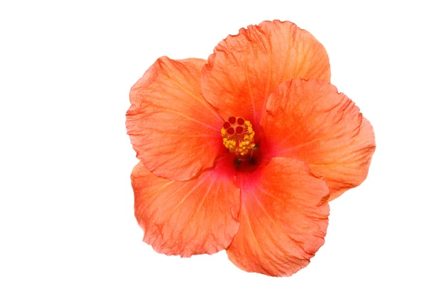 Orange hibiscus isolated on the white backgroun Royalty Free Stock Photos