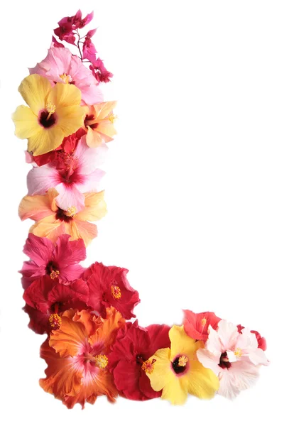 Esquina con flores de hibisco Imagen de archivo