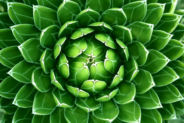 Groene cactus achtergrond Stockafbeelding