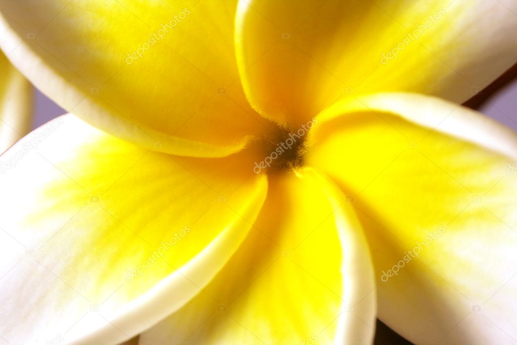 Single white frangipani (plumeria) flower. Macro