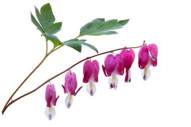 Bleeding heart flower clipart