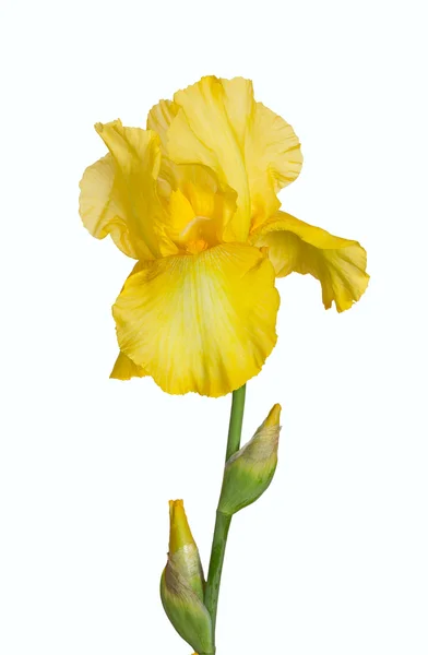 Yellow iris Stock Picture