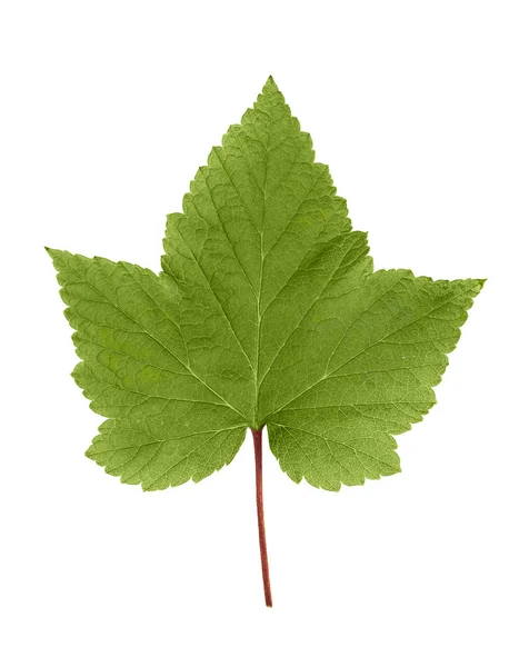 Leaf vinbär Stockbild