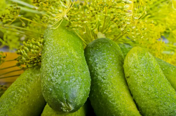 Poolse knoflook komkommers (ingrediënten) — Stockfoto