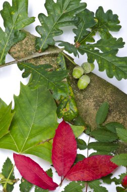 rowanberry ve diğer meyveler