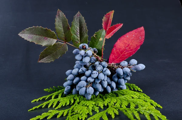 stock image Rowanberry and other fruits