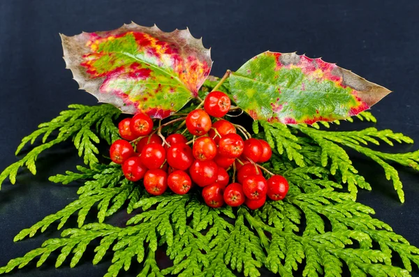 rowanberry ve diğer meyveler