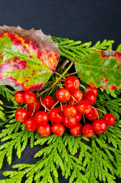 Rowanberry en andere vruchten — Stockfoto