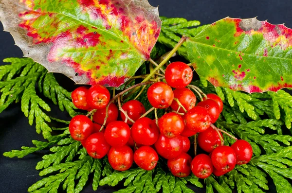 Rowanberry e altri frutti — Foto Stock