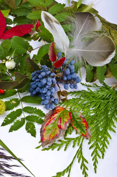 Rowanberry와 다른 과일 — 스톡 사진