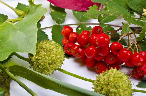 Rowanberry and other fruits — Stock Photo, Image