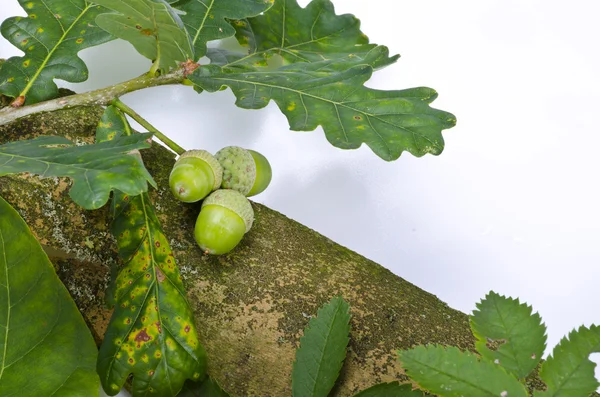 Rowanberry e altri frutti — Foto Stock