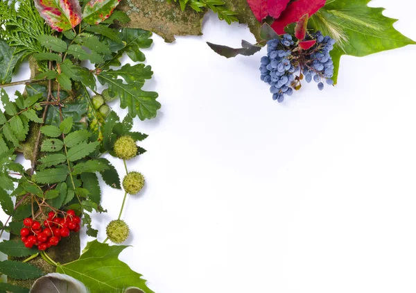 Rowanberry e outras frutas — Fotografia de Stock