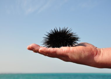 Sea urchin. clipart