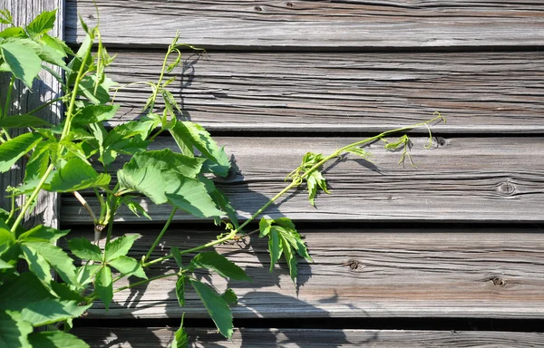 stock image A wall with climbing plants.