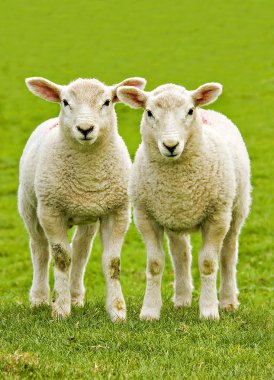 Twin lambs clipart