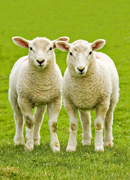 Twin lambs — Stock Photo, Image