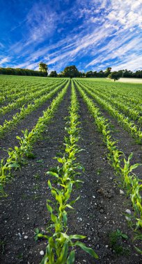 Corn field clipart