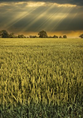 Dramatic sky and eerie light following a storm over a barley field clipart