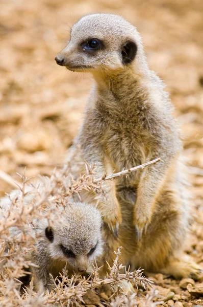母亲和婴儿的猫鼬 — 图库照片
