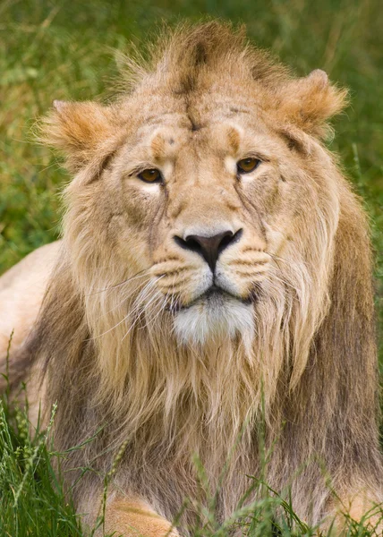 Male asiatic lion — Stock Photo, Image