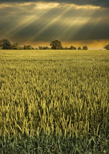 Dramatic sky and eerie light following a storm over a barley field — Stock Photo, Image