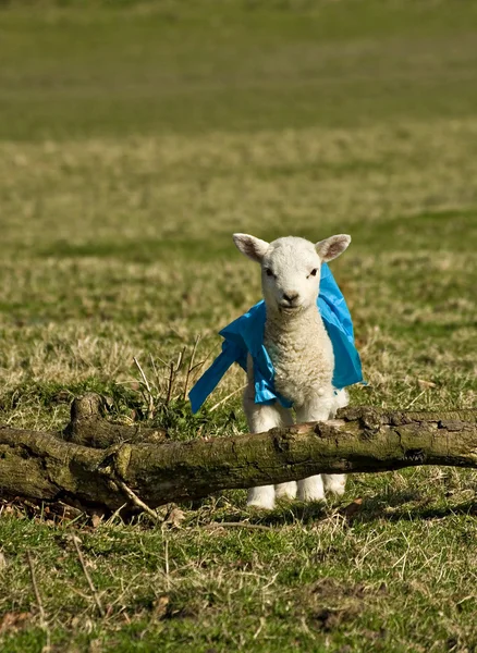 在一件大衣的新生羔羊 — 图库照片