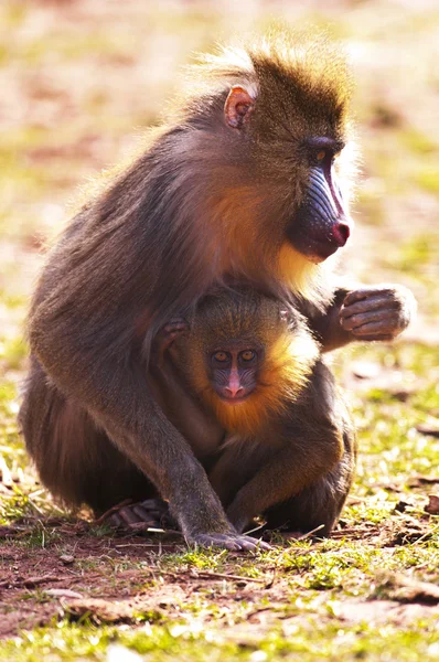 Mamma och baby mandrill Stockfoto