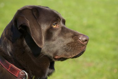 çikolata labrador