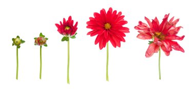 Life and death of a dahlia clipart