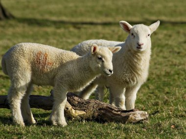 Spring lambs clipart