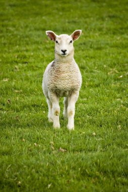 Spring lamb clipart