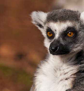 Ring-Tailed Maki