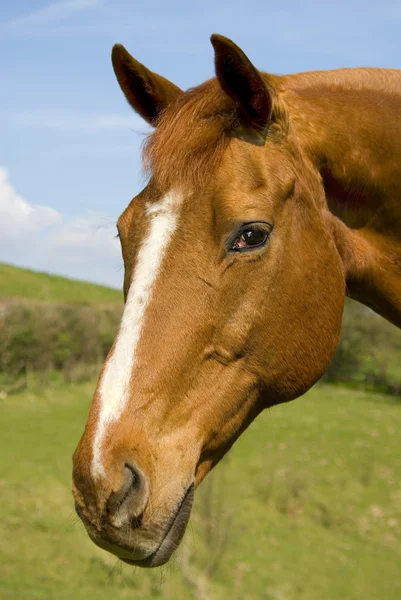 Portrait of a beautiful chestnut mare — Stock Photo, Image