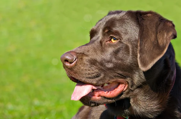 Profile portrait of a chocolate labrador retriever dog — Stock Photo, Image