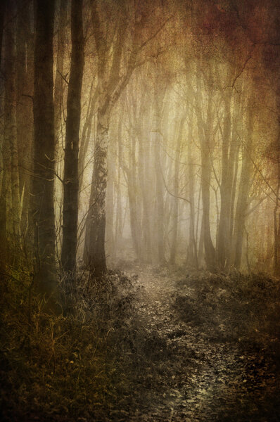 Heavily textured image of a footpath through misty woodland