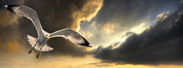 Seagull and storm — Stock Photo, Image