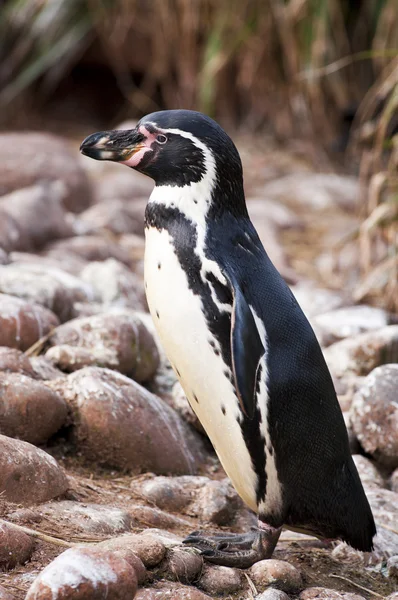 stock image Humboldt penguin