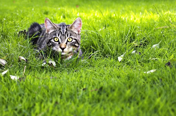 çekici genç yavru kedi avcılık çim