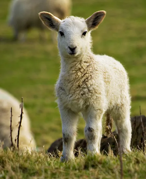 Owieczka wiosna noworodka — Zdjęcie stockowe