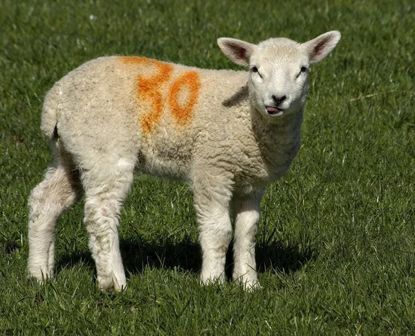 Spring lambs — Stock Photo, Image