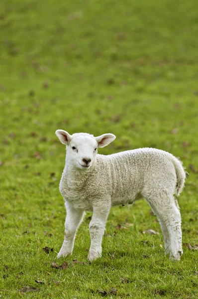 新生児の子羊 — ストック写真