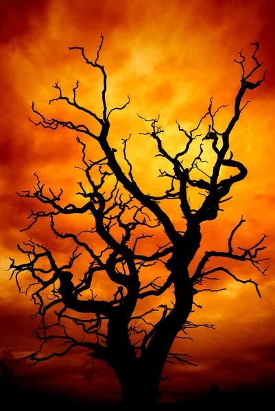 Surrealistické mrtvý strom — Stock fotografie