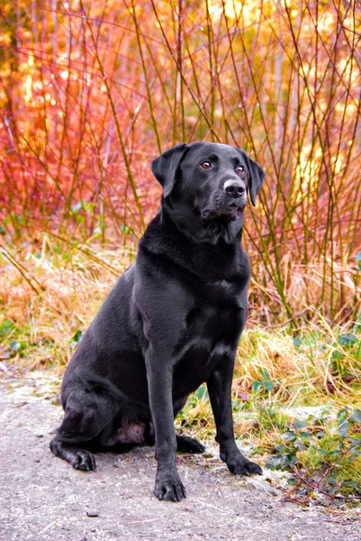 Schwarzer Labrador Stockbild