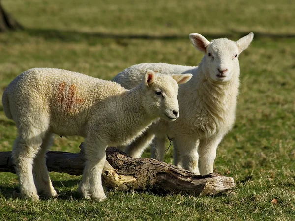 Spring lambs Royalty Free Stock Photos