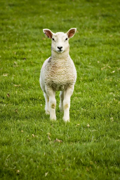 Spring lamb Stock Image