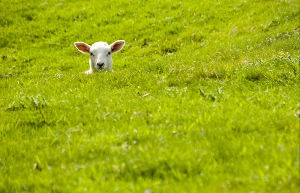 Lamb in a dip. Royalty Free Stock Photos
