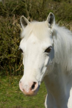 Pretty white pony clipart