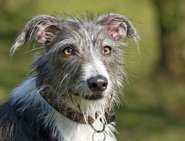 Scruffy dog clipart